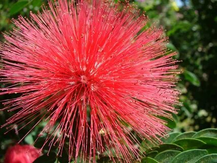 Calliandra haematocephala - Red Powder Puff - Dummer. `☀ - G