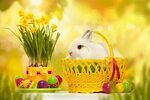 Кролик в желтой корзине с пасхальными яйцами - обои на телеф