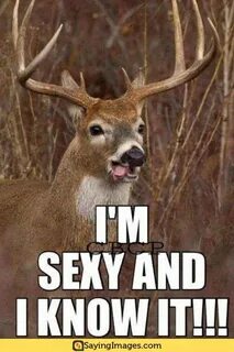 The 20 Best Deer Hunting Memes (So Far) - SayingImages.com H