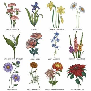 Birth Flower By Month And Date - Beautifull Rose