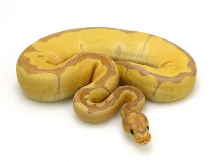 Banana Lesser Ball Python 10 Images - Black Pewter Morph Lis