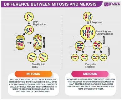 difference between meiosis and mitosis chart - Fomo