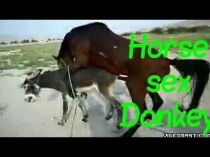 Horse big short Donkey - YouTube