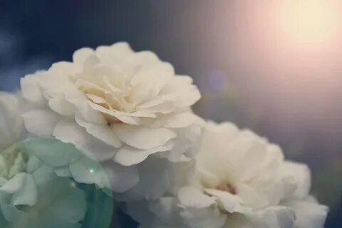 Белые цветы на светлом фоне (67 фото) " ФОНОВАЯ ГАЛЕРЕЯ КАТЕ