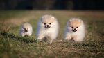 Anjing Cerewet Pomeranian - YouTube