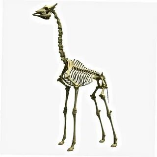 Жираф против брахиозавра 2020
