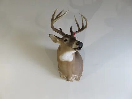 Whitetail Deer Shoulder Mount DW-113 - Mounts For Sale