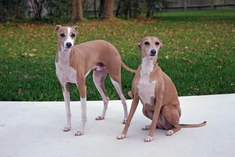Adopt Italian Greyhound Puppies & Dogs - SaveARescue.org