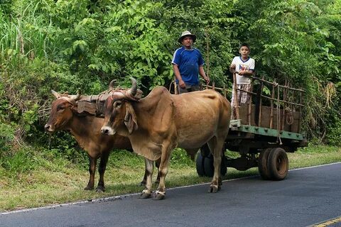 Carreta de Bueyes Photograph by Totto Ponce Pixels