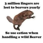 Beaver Puns