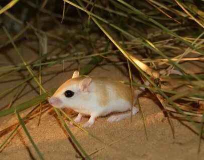 Greater Egyptian gerbil - Alchetron, the free social encyclo