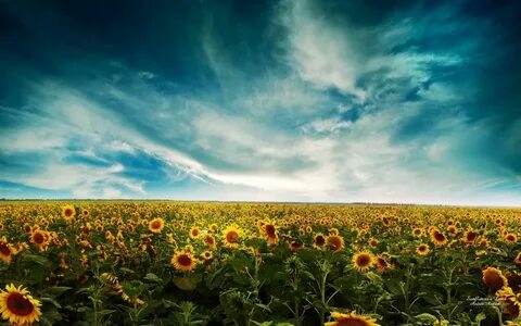 Sunflower Facebook Cover - J fla best cover songs 2020, j fl