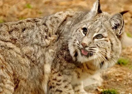 Sorted Pic of a Bobcat Pictures . Quality Pictures on Animal