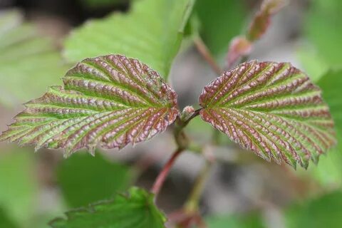 File:Viburnum dentatum 4658.jpg - Wikimedia Commons