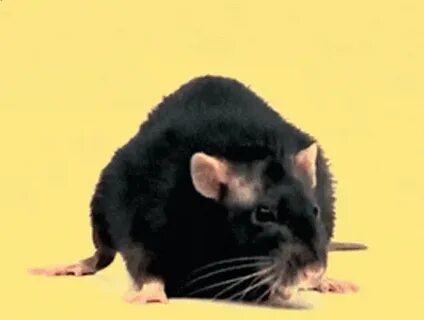 Big Rat GIFs Tenor