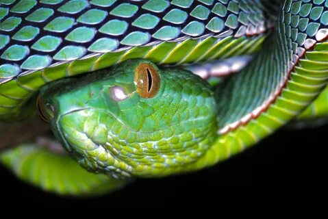 Vogel's Pit Viper Trimeresurus Vogeli Wallpapers FREE Pictur