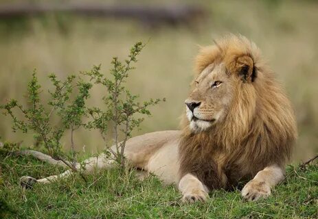 noble - A wild Masai Mara lion one morning Lion images, Lion