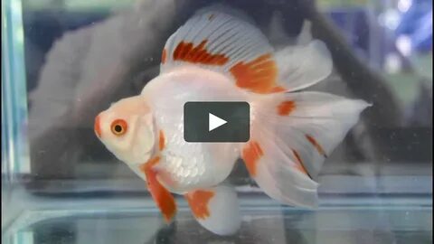 Miss-Davis-Goldfish-Ryukin -4 on Vimeo