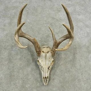 Whitetail Deer Skull European Mount For Sale #16894 - The Ta