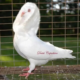 White-Dutch Capuchine Pigeon. Pigeon pictures, Pet birds, Pi