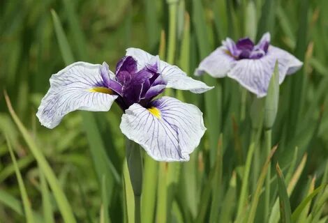 Файл:Iris ensata Thunb.jpg. 