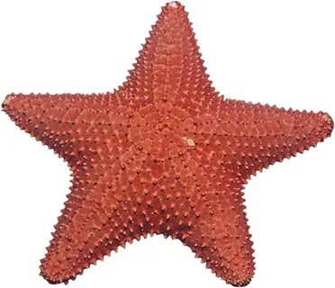 Starfish Png Image - Sea Star Png - (958x833) Png Clipart Do