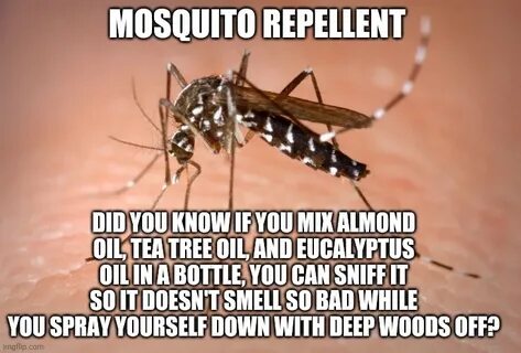 mosquito Latest Memes - Imgflip