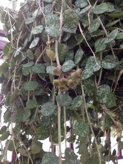 Hoya curtisii buds Dream garden, Plants, Indoor plants