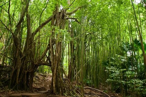 Beautiful Bamboo Forests 40 PICS