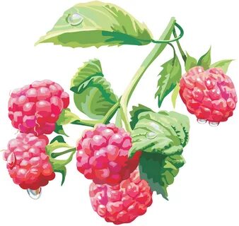 Raspberry Cartoon Related Keywords & Suggestions - Raspberry