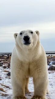 Wallpaper Polar bear, face, front view, snow 1920x1200 HD Pi