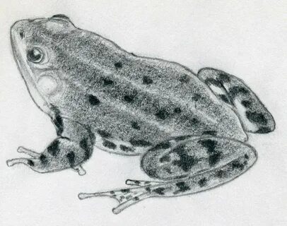 realistic drawing of a frog - Clip Art Library