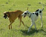 fawn and harlequin great dane breeding Online Shopping