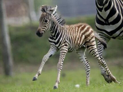 Zebra Habitat : Israbi: Habitat Where Do Zebras Live - Lifes