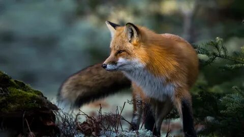 Red Fox Animal Wallpapers - 4k, HD Red Fox Animal Background
