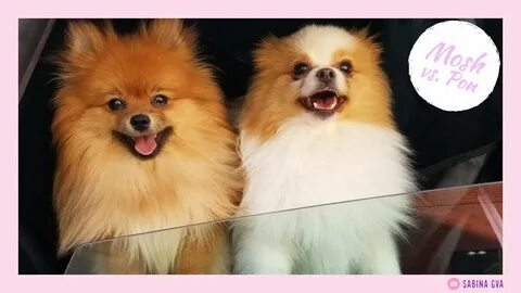 Difference between my male and female pomeranians - YouTube