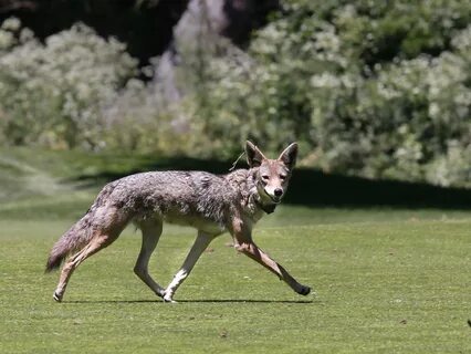 San Francisco coyote filmed playing with ball like a dog