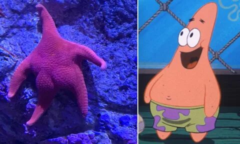 "SpongeBob dan Patrick Dunia Nyata" Ditemukan di Dasar Laut 