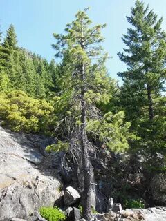 File:Western White Pine, Douglas-fir, Siskiyou Wilderness.jp