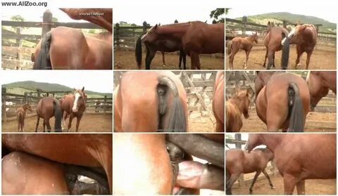 Stallion Vs Mare In Foal Heat - Animal Porn 1080p/720p - ALL