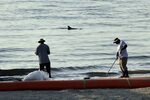 Dolphins dying along Gulf Coast at triple normal rate - Worl