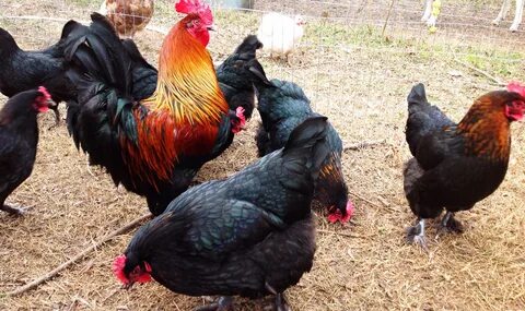 Chickens - Freebird Farm