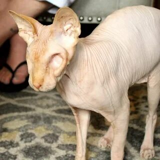 Meet the hairless cat with NO EYES that has won thousands of