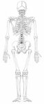 Unlabeled Skeleton - koibana.info Human skeleton, Skeleton a