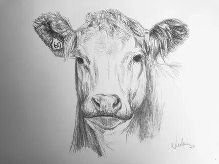 Original Cow Pencil Drawing Nicolae Art Pet Artist Nicole Et