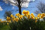 Yellow Daffodils blooming in spring garden free image downlo