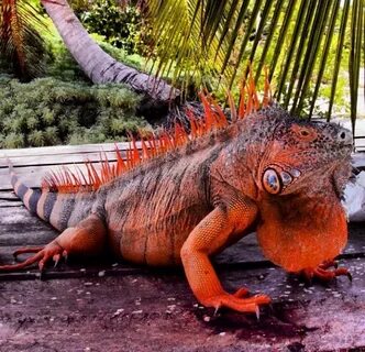 Red iguana on Banco Chinchorro, south east Mexico. Animals b