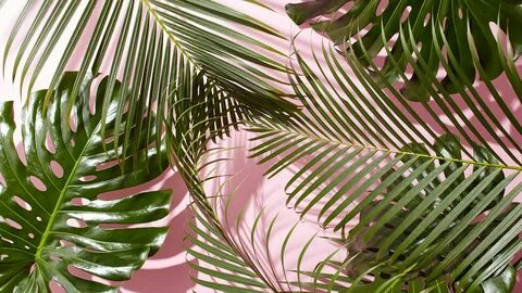 60+ Tropical Leaves Desktop Wallpapers - Download at Wallpap