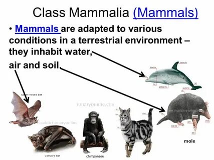 Class Mammalia (Mammals )(Mammals ) Mammals are adapted to v