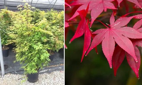 Acer Palmatum 'Osakazuki' (Japanese Maple 'Osakazuki') ...